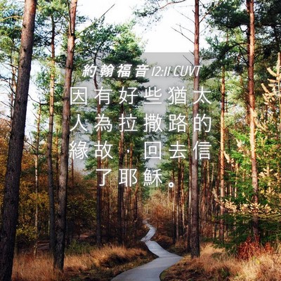 Picture 04 - 約 翰 福 音 12:11 CUVT - 因 有 好 些 猶 太 人 為 拉 撒 路 的 - Bible Verse Picture