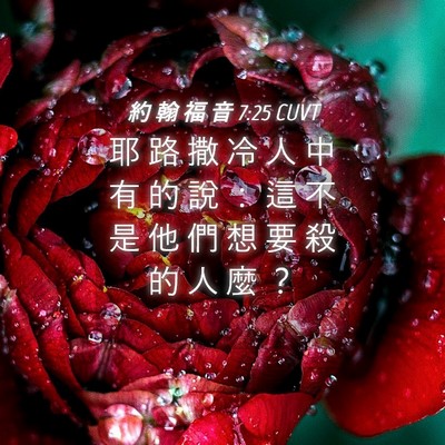Picture 04 - 約 翰 福 音 7:25 CUVT - 耶 路 撒 冷 人 中 有 的 說 ： 這 不 - Bible Verse Picture