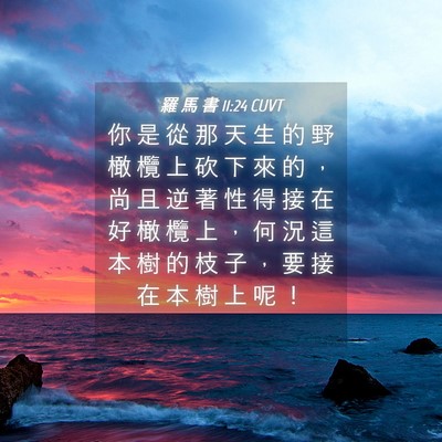 Picture 04 - 羅 馬 書 11:24 CUVT - 你 是 從 那 天 生 的 野 橄 欖 上 砍 - Bible Verse Picture