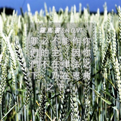 Picture 04 - 羅 馬 書 6:14 CUVT - 罪 必 不 能 作 你 們 的 主 ， 因 你 - Bible Verse Picture