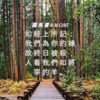 Picture 04 - 羅 馬 書 8:36 CUVT - 如 經 上 所 記 ： 我 們 為 你 的 緣 - Bible Verse Picture
