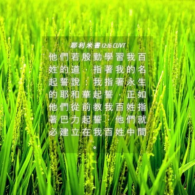 Picture 04 - 耶 利 米 書 12:16 CUVT - 他 們 若 殷 勤 學 習 我 百 姓 的 道 - Bible Verse Picture