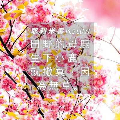 Picture 04 - 耶 利 米 書 14:5 CUVT - 田 野 的 母 鹿 生 下 小 鹿 ， 就 撇 - Bible Verse Picture