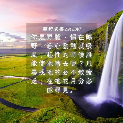 Picture 04 - 耶 利 米 書 2:24 CUVT - 你 是 野 驢 ， 慣 在 曠 野 ， 慾 心 - Bible Verse Picture