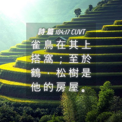 Picture 04 - 詩 篇 104:17 CUVT - 雀 鳥 在 其 上 搭 窩 ； 至 於 鶴 ， - Bible Verse Picture