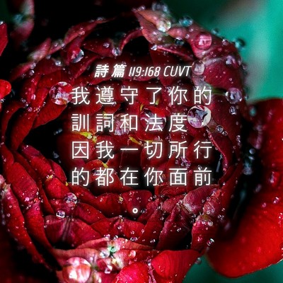 Picture 04 - 詩 篇 119:168 CUVT - 我 遵 守 了 你 的 訓 詞 和 法 度 ， - Bible Verse Picture