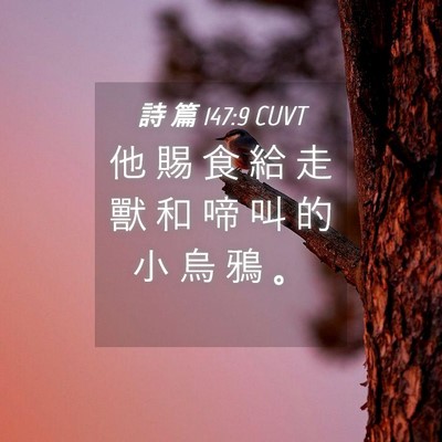 Picture 04 - 詩 篇 147:9 CUVT - 他 賜 食 給 走 獸 和 啼 叫 的 小 烏 - Bible Verse Picture