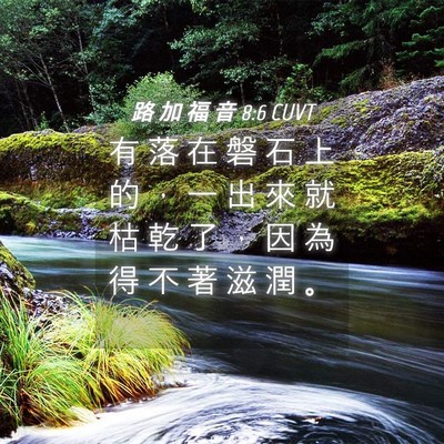 Picture 04 - 路 加 福 音 8:6 CUVT - 有 落 在 磐 石 上 的 ， 一 出 來 就 - Bible Verse Picture