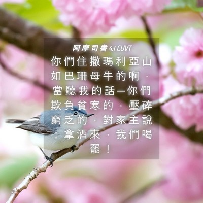 Picture 04 - 阿 摩 司 書 4:1 CUVT - 你 們 住 撒 瑪 利 亞 山 如 巴 珊 母 - Bible Verse Picture