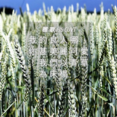 Picture 04 - 雅 歌 1:16 CUVT - 我 的 良 人 哪 ， 你 甚 美 麗 可 愛 - Bible Verse Picture