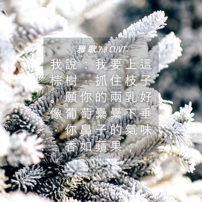 Picture 04 - 雅 歌 7:8 CUVT - 我 說 ： 我 要 上 這 棕 樹 ， 抓 住 - Bible Verse Picture