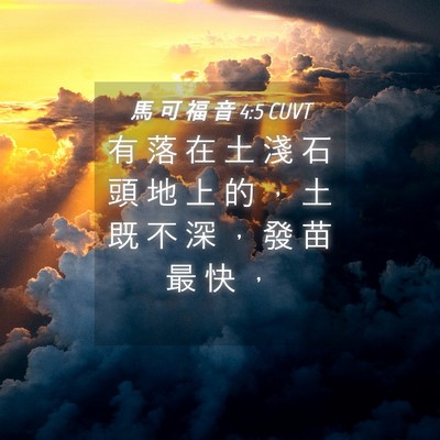 Picture 04 - 馬 可 福 音 4:5 CUVT - 有 落 在 土 淺 石 頭 地 上 的 ， 土 - Bible Verse Picture