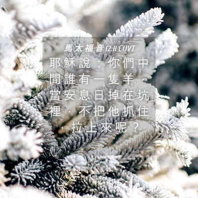 Picture 04 - 馬 太 福 音 12:11 CUVT - 耶 穌 說 ： 你 們 中 間 誰 有 一 隻 - Bible Verse Picture
