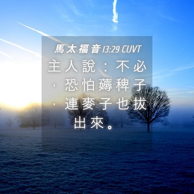 Picture 04 - 馬 太 福 音 13:29 CUVT - 主 人 說 ： 不 必 ， 恐 怕 薅 稗 子 - Bible Verse Picture