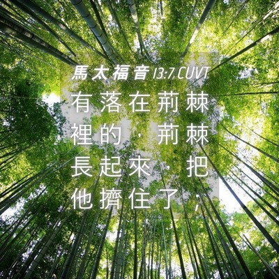 Picture 04 - 馬 太 福 音 13:7 CUVT - 有 落 在 荊 棘 裡 的 ， 荊 棘 長 起 - Bible Verse Picture