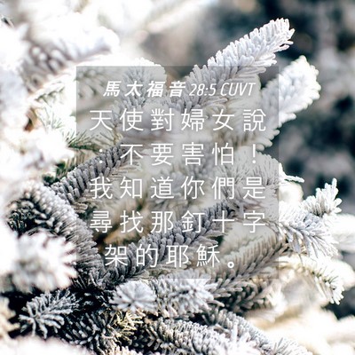 Picture 04 - 馬 太 福 音 28:5 CUVT - 天 使 對 婦 女 說 ： 不 要 害 怕 ！ - Bible Verse Picture