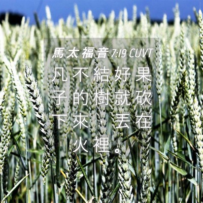 Picture 04 - 馬 太 福 音 7:19 CUVT - 凡 不 結 好 果 子 的 樹 就 砍 下 來 - Bible Verse Picture
