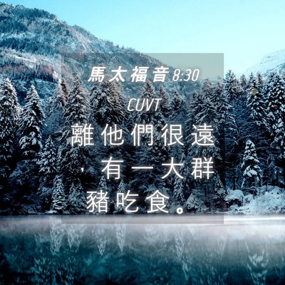 Picture 04 - 馬 太 福 音 8:30 CUVT - 離 他 們 很 遠 ， 有 一 大 群 豬 吃 - Bible Verse Picture