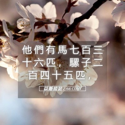 Picture 05 - 以 斯 拉 記 2:66 CUVT - 他 們 有 馬 七 百 三 十 六 匹 ， 騾 - Bible Verse Picture