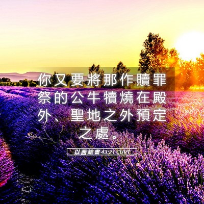 Picture 05 - 以 西 結 書 43:21 CUVT - 你 又 要 將 那 作 贖 罪 祭 的 公 牛 - Bible Verse Picture