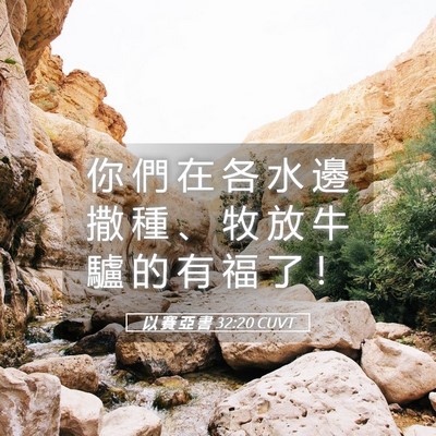 Picture 05 - 以 賽 亞 書 32:20 CUVT - 你 們 在 各 水 邊 撒 種 、 牧 放 牛 - Bible Verse Picture