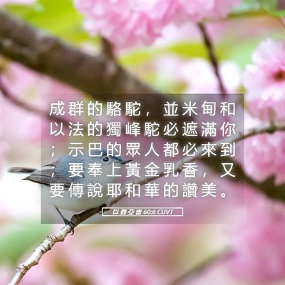 Picture 05 - 以 賽 亞 書 60:6 CUVT - 成 群 的 駱 駝 ， 並 米 甸 和 以 法 - Bible Verse Picture