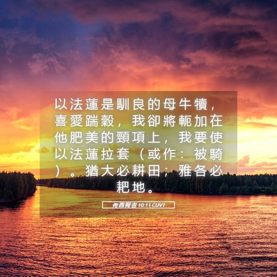 Picture 05 - 何 西 阿 書 10:11 CUVT - 以 法 蓮 是 馴 良 的 母 牛 犢 ， 喜 - Bible Verse Picture