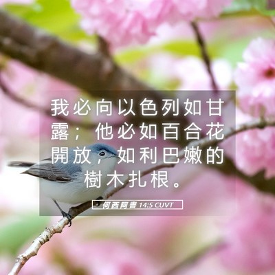 Picture 05 - 何 西 阿 書 14:5 CUVT - 我 必 向 以 色 列 如 甘 露 ； 他 必 - Bible Verse Picture