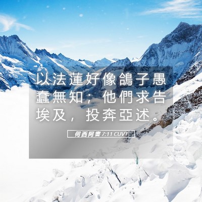 Picture 05 - 何 西 阿 書 7:11 CUVT - 以 法 蓮 好 像 鴿 子 愚 蠢 無 知 ； - Bible Verse Picture