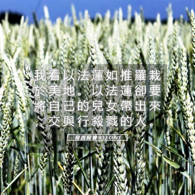 Picture 05 - 何 西 阿 書 9:13 CUVT - 我 看 以 法 蓮 如 推 羅 栽 於 美 地 - Bible Verse Picture