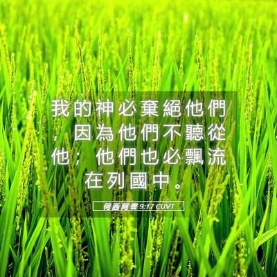 Picture 05 - 何 西 阿 書 9:17 CUVT - 我 的 神 必 棄 絕 他 們 ， 因 為 他 - Bible Verse Picture
