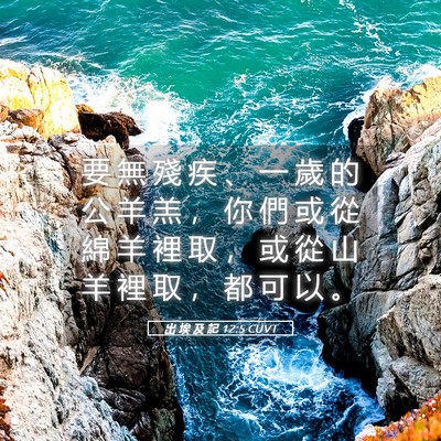 Picture 05 - 出 埃 及 記 12:5 CUVT - 要 無 殘 疾 、 一 歲 的 公 羊 羔 ， - Bible Verse Picture