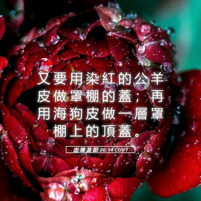 Picture 05 - 出 埃 及 記 26:14 CUVT - 又 要 用 染 紅 的 公 羊 皮 做 罩 棚 - Bible Verse Picture