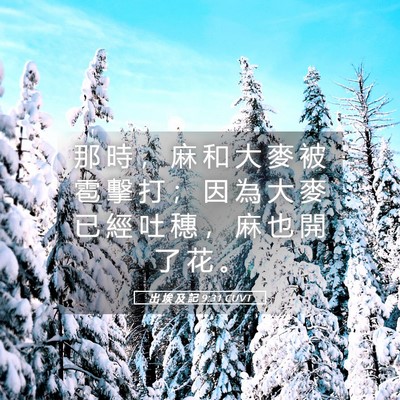 Picture 05 - 出 埃 及 記 9:31 CUVT - 那 時 ， 麻 和 大 麥 被 雹 擊 打 ； - Bible Verse Picture