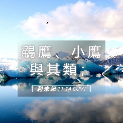 Picture 05 - 利 未 記 11:14 CUVT - 鷂 鷹 、 小 鷹 與 其 類 - Bible Verse Picture