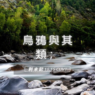 Picture 05 - 利 未 記 11:15 CUVT - 烏 鴉 與 其 類 - Bible Verse Picture