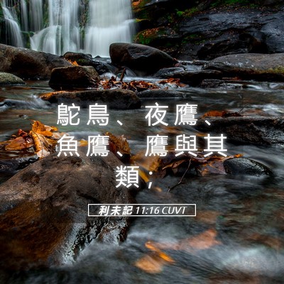 Picture 05 - 利 未 記 11:16 CUVT - 鴕 鳥 、 夜 鷹 、 魚 鷹 、 鷹 與 其 - Bible Verse Picture