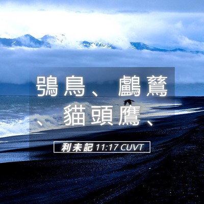 Picture 05 - 利 未 記 11:17 CUVT - 鴞 鳥 、 鸕 鶿 、 貓 頭 鷹 - Bible Verse Picture