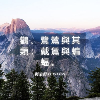 Picture 05 - 利 未 記 11:19 CUVT - 鸛 、 鷺 鷥 與 其 類 ； 戴 鵀 與 蝙 - Bible Verse Picture