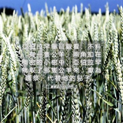 Picture 05 - 創 世 記 22:13 CUVT - 亞 伯 拉 罕 舉 目 觀 看 ， 不 料 ， - Bible Verse Picture