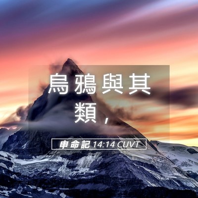 Picture 05 - 申 命 記 14:14 CUVT - 烏 鴉 與 其 類 - Bible Verse Picture