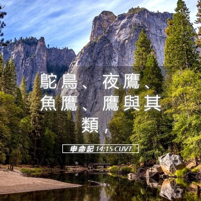 Picture 05 - 申 命 記 14:15 CUVT - 鴕 鳥 、 夜 鷹 、 魚 鷹 、 鷹 與 其 - Bible Verse Picture