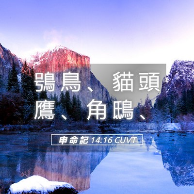 Picture 05 - 申 命 記 14:16 CUVT - 鴞 鳥 、 貓 頭 鷹 、 角 鴟 - Bible Verse Picture
