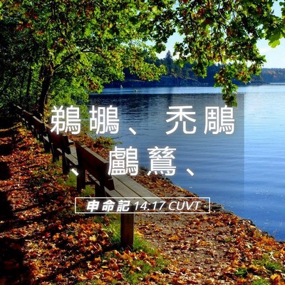 Picture 05 - 申 命 記 14:17 CUVT - 鵜 鶘 、 禿 鵰 、 鸕 鶿 - Bible Verse Picture