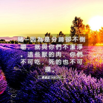 Picture 05 - 申 命 記 14:8 CUVT - 豬 ─ 因 為 是 分 蹄 卻 不 倒 嚼 ， - Bible Verse Picture