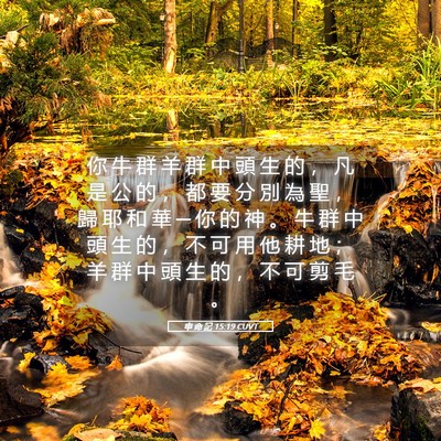 Picture 05 - 申 命 記 15:19 CUVT - 你 牛 群 羊 群 中 頭 生 的 ， 凡 是 - Bible Verse Picture