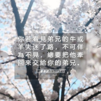 Picture 05 - 申 命 記 22:1 CUVT - 你 若 看 見 弟 兄 的 牛 或 羊 失 迷 - Bible Verse Picture