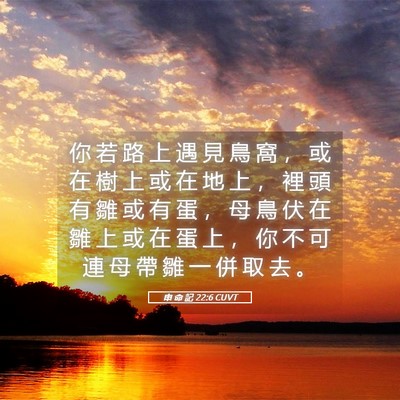 Picture 05 - 申 命 記 22:6 CUVT - 你 若 路 上 遇 見 鳥 窩 ， 或 在 樹 - Bible Verse Picture