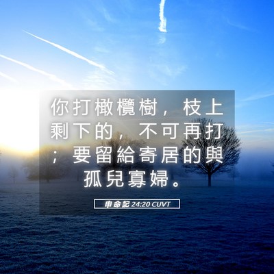 Picture 05 - 申 命 記 24:20 CUVT - 你 打 橄 欖 樹 ， 枝 上 剩 下 的 ， - Bible Verse Picture