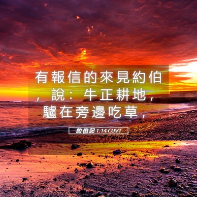 Picture 05 - 約 伯 記 1:14 CUVT - 有 報 信 的 來 見 約 伯 ， 說 ： 牛 - Bible Verse Picture